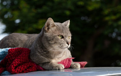 Close-up of a cat looking away