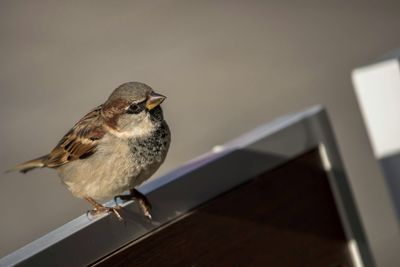 Close-up of bird perching outdoors