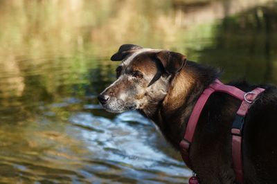 Close-up of dog in water