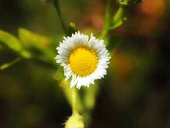 Close-up of white flowering plant