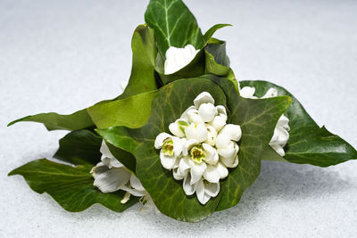 Close-up of white flowering plant leaves