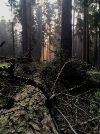 Trees in forest