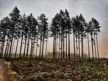 Pine trees on field against sky