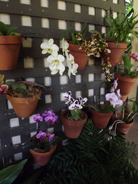 High angle view of potted flowers in pot