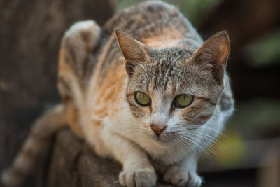 Close-up portrait of cat sitting outdoors