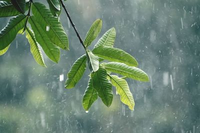 Close-up of wet plant leaves during rainy season