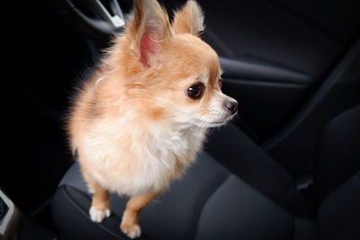 Dog looking away in car