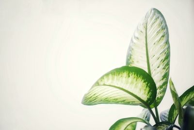 Close-up of plant against white background