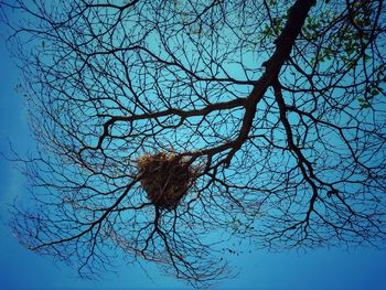 Low angle view of bare tree against blue sky