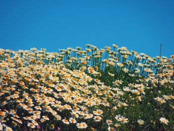 Flowers growing on field against clear blue sky