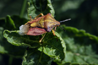 Close-up of insect on flower