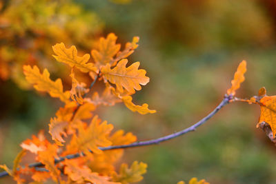 Oak orange leaves on the tree. outdoor. soft selective focus