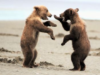 Bears fighting on field against sky