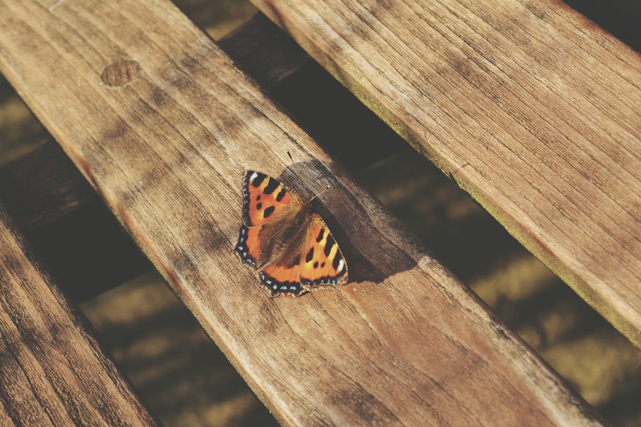 Cotswold Wildlife Park