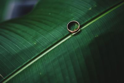 Close-up of water drops on leaf