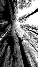 Low angle view of tree against sky