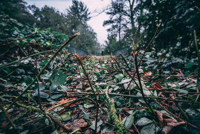 Close-up of plants in forest