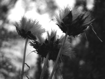 Close-up of wilted plant