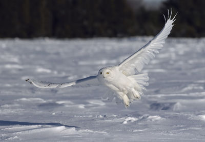 Seagull flying over snow