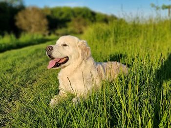 View of dog on field