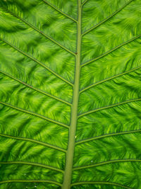 Full frame shot of palm leaves