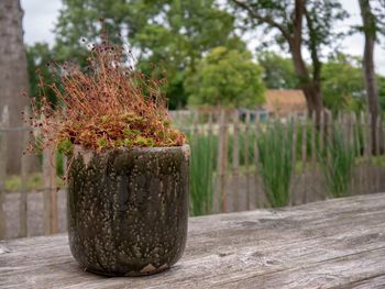 Close-up of potted plant on outdoor table