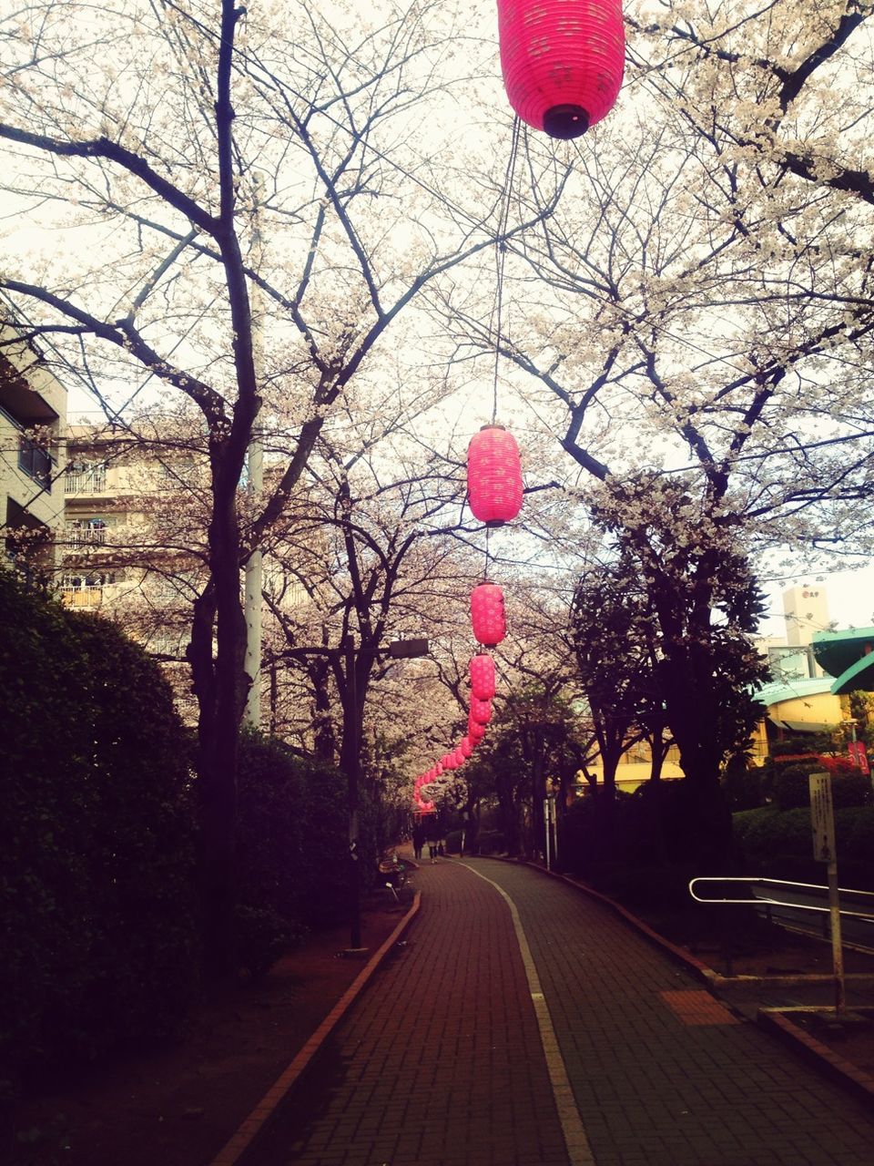 tree, flower, building exterior, architecture, built structure, branch, the way forward, bare tree, city, freshness, pink color, house, street, incidental people, day, blossom, nature, outdoors, diminishing perspective, sky