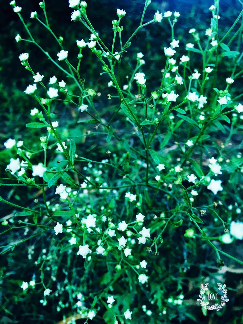 CLOSE-UP OF FRESH FLOWERS