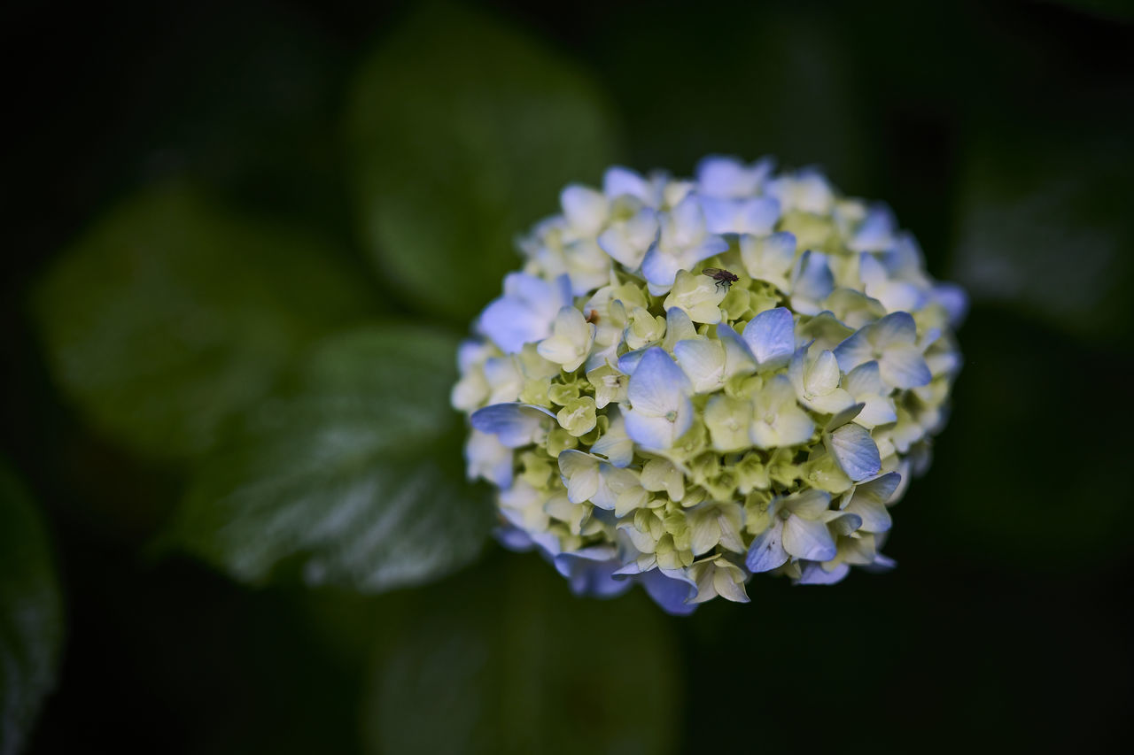 CLOSE-UP OF PURPLE HYDRANGEAS