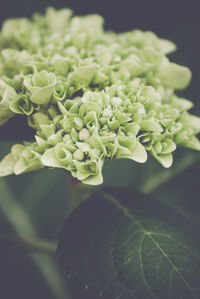 Close-up of flower blooming outdoors