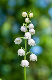 Lily of the valley convallaria majalis, blooming in the spring forest, close-up. 