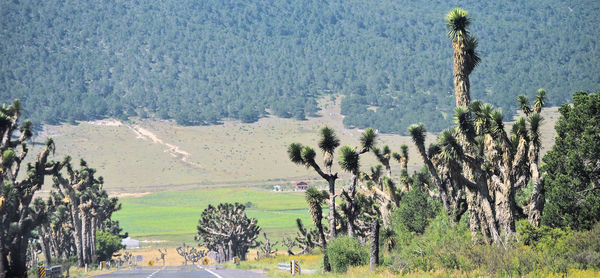 Trees on landscape against mountains