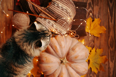 Close-up of cat with flower