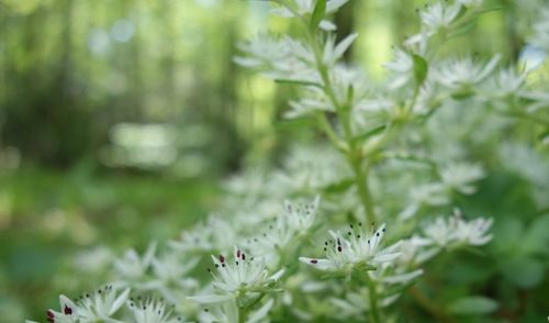 Close-up of white flowering plants on field