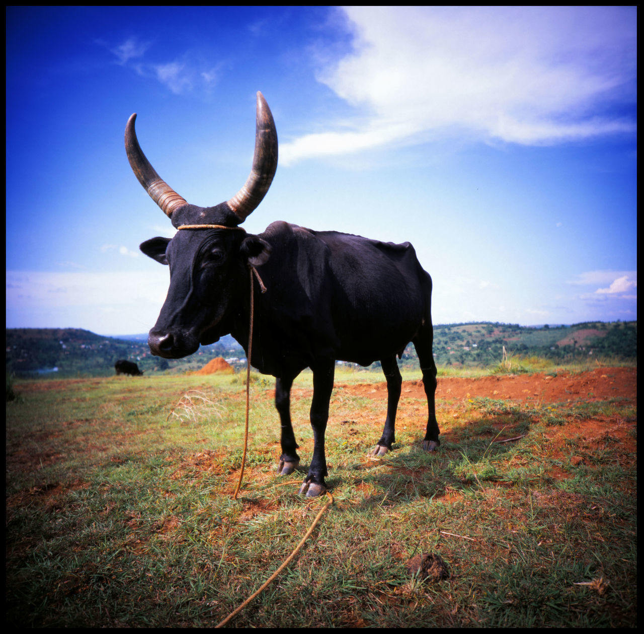 Holy Cow 120 Mm Adventure African Cow African Sky Agriculture Bull Cow And Sky East Africa Holy Cow Kuh Mpigi Nature No People Outdoors Slide Slide Photography The Great Outdoors - 2017 EyeEm Awards Travel Uganda  Vignette