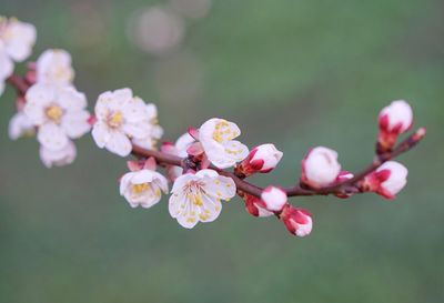 Close-up of cherry blossoms in spring