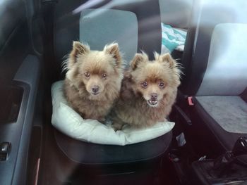 Portrait of dog sitting in car