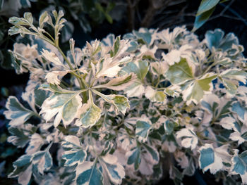 Close-up of flowering plant leaves