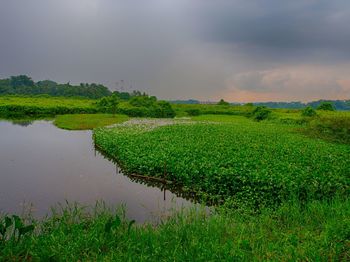 Scenic view of rice field against sky