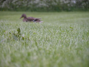 Close-up of grass on field