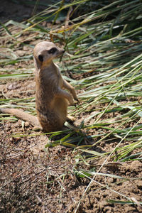 Close-up of duck on field