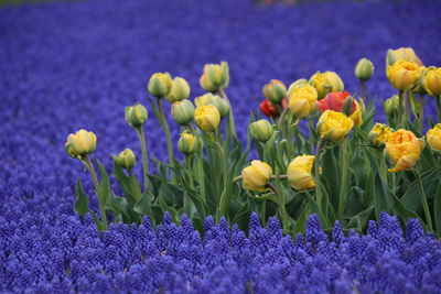 Close-up of multi colored tulips in field