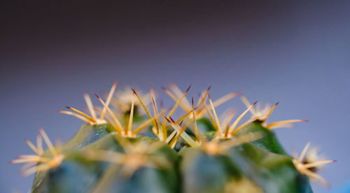 Close-up of cactus plant against clear sky