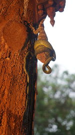 Low angle view of carving on tree trunk