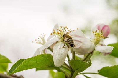 Close-up of bee on flower