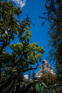 Low angle view of trees against blue sky