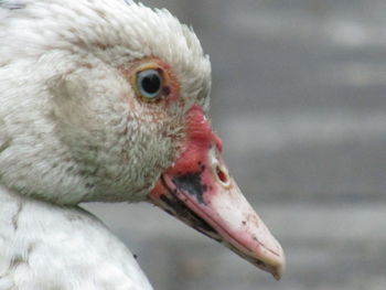 Close-up of a bird