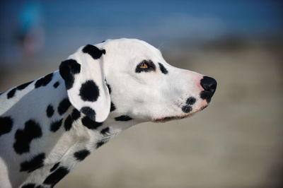 Close-up of dalmatian dog