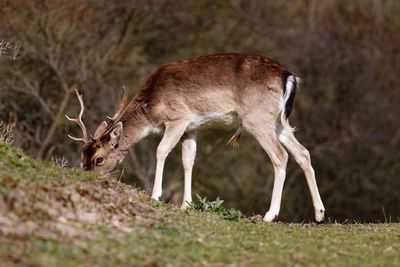 Deer grazing on field against trees