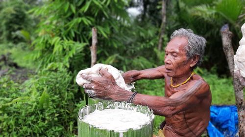 Mentawai tribe processing sago staple food